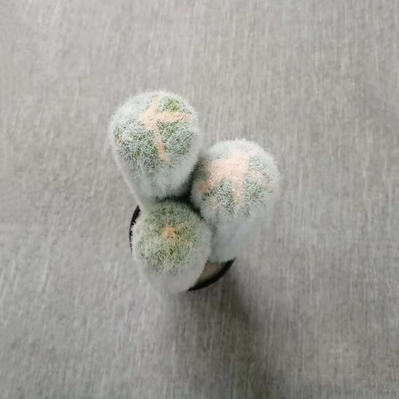 Artificial Potted Succulent Plants Artificial Cactus Ceramic Plants for Indoor Desk Decorative Accessories