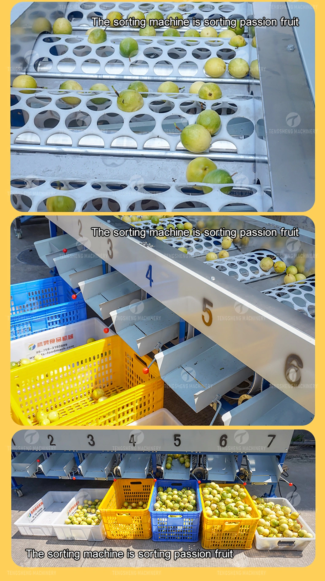 Commercial Automatic Fruit Sorting Machine/Citrus Onions Sorting Machine Food Processor (TS-FS670)