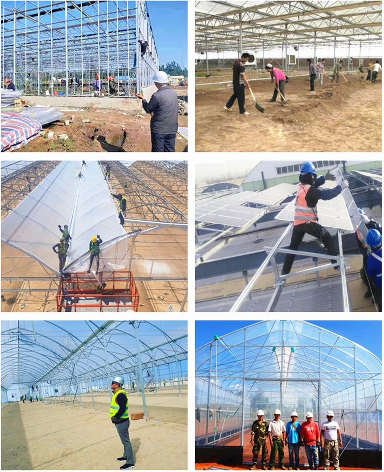 Multi Span Greenhouse Covered with PC Plate for Seed Breeding/Seed Nursery