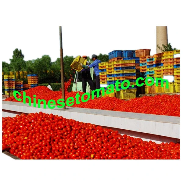 Tomato Paste Tomato Bulk in Drum Packing Tomato Paste Brix 36-38% Deum Tomato Paste