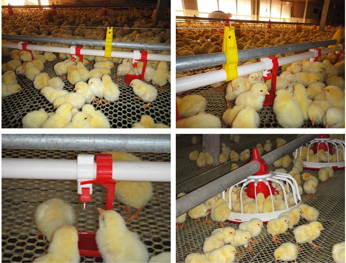 Automatic Poultry Feeding System Nipple Drinker Pan Feeding Line