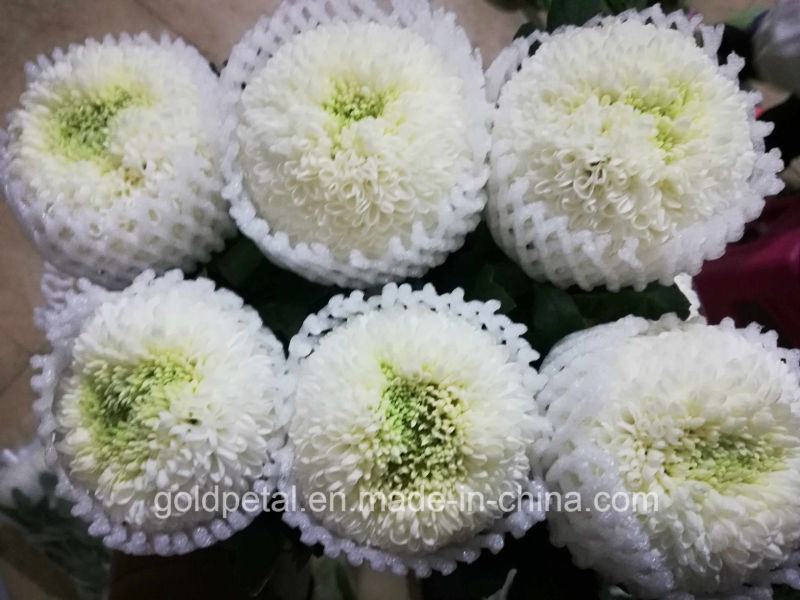 Beautiful Bouquet Fresh Cut Flower Ping-Peng Chrysanthemum