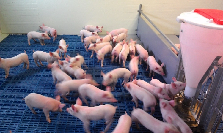 Pig Plastics Floor Fence / Plastic Slats