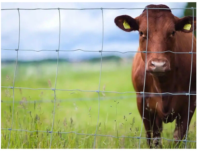 Hinge Joint Animal Fence/Farm Products/ Farm Grassland Fence/Field Fence