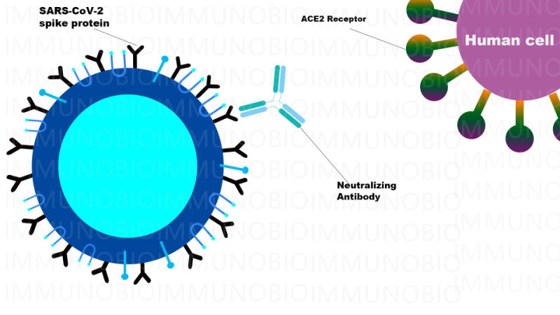 Neutralizing Antibody Test Rapid Antibody Test with CE/White List