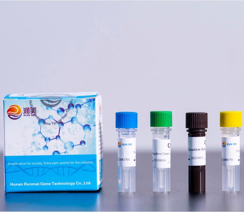 Runmei Test Real Time PCR Kit, CE FDA Approved PCR Kit Real Time, Factory Supply PCR Test Price