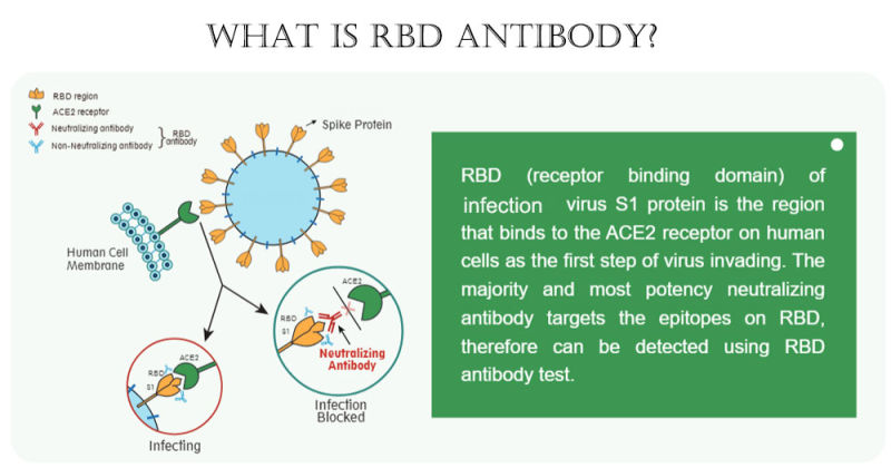 Cdvid-19 Neutralizing Antibody Rapid Test