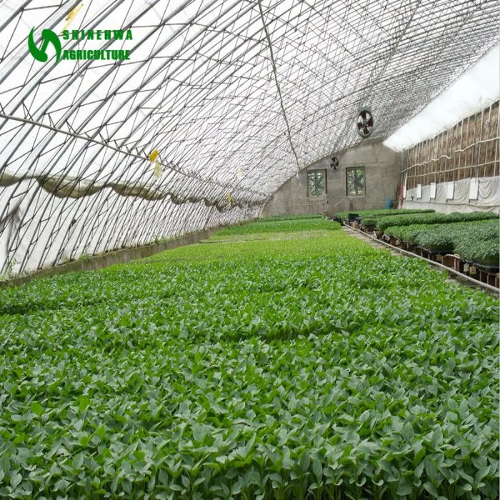 Temperate Winter Warming Wall Plastic Film Sunlight Greenhouses for Sale