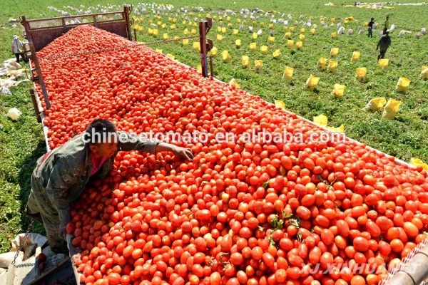 Drum Tomato Paste 36-38%, 28-30% Bulk Tomato Paste