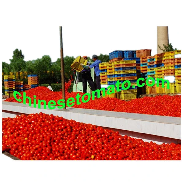 China Wholesale Bulk Tomato Paste in Drum Price Tomato Paste
