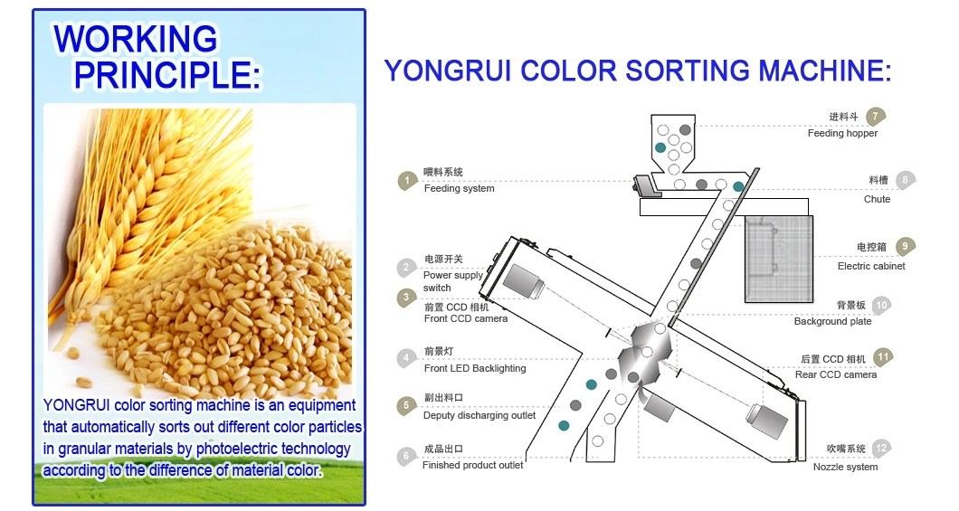Grain Corn Color Sorter Wheat Millet Oat Color Sorting Machine