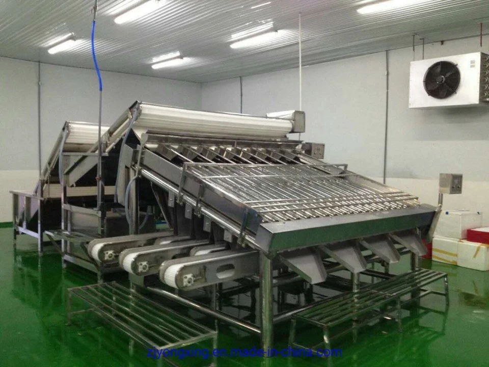 Industrial Full Automatic Fish Sorting/Grading Machine/Shrimp Grading Machine/Shrimp Sorting Machine with High Output and Easy Operation