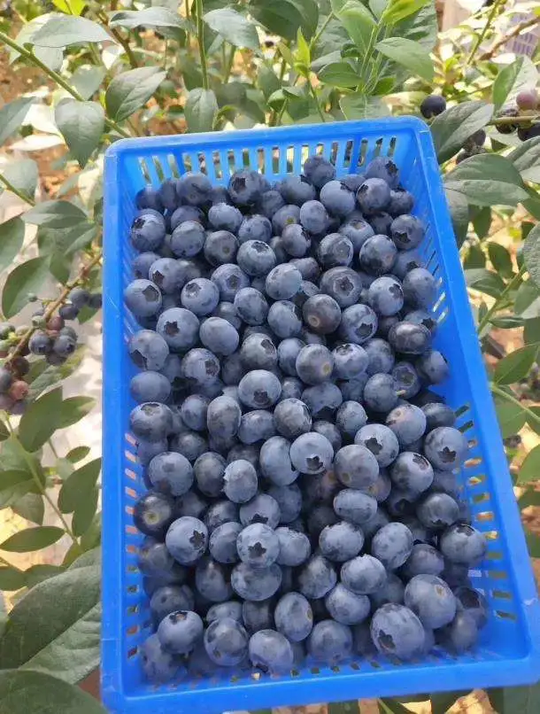 Gooseberry Grading Machine / Blueberry Grader Machine / Berry Fruit Size Sorting Machine