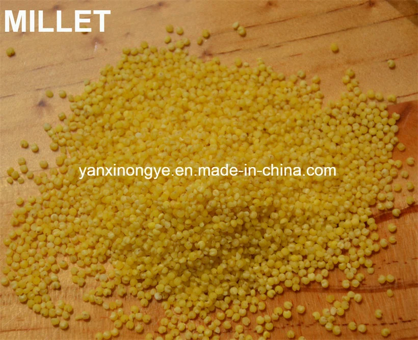 High Quality Yellow Millet Selenium Millet Stomach Millet Healthy Millet