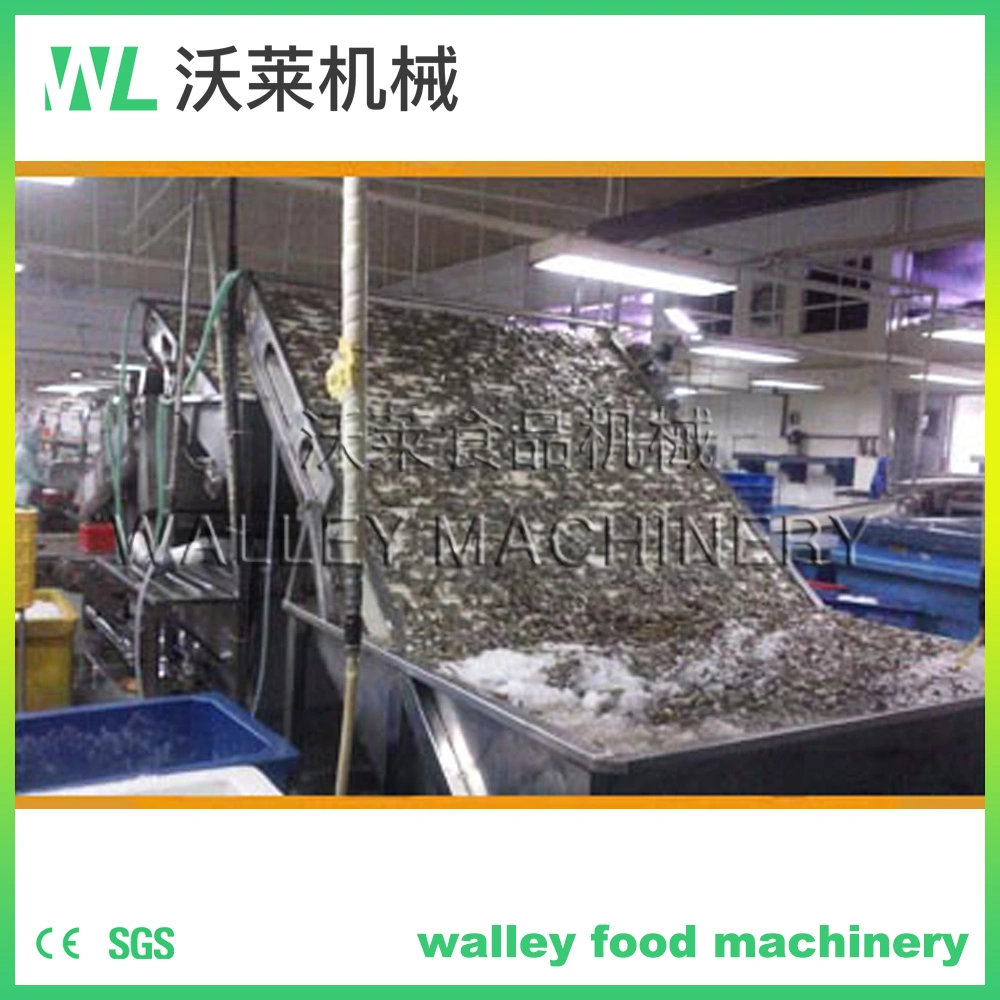 China Sardine Fish Shrimp Grading Grader Sorter Machine Grader