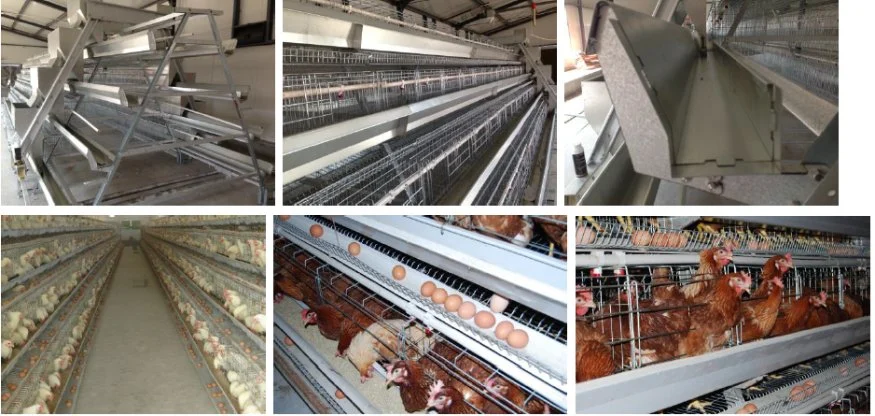 Poultry Equipment Chicken Cage Bird Cage Agricultural Equipment Fowl/Quail Cage for Sale