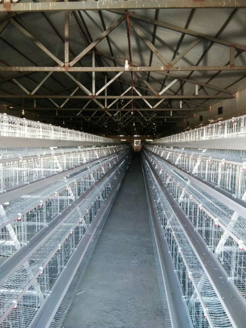 a Type 3 Tier 4 Tiers Chicken Layer Poultry Cage