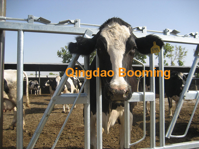 Comfortable Cow Free Stalls for Dairy Farm Equipment