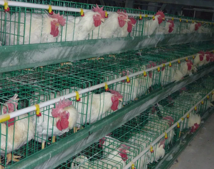 Poultry Equipment Poultry Control House Farming Equipment Manufacturer