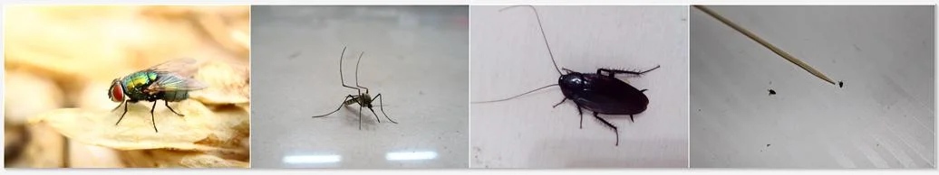 Icon Lambda Cyhalothrin 10%Wp Pest Control of Flies and Cockroach Cyhalothrin 2.5%Ec