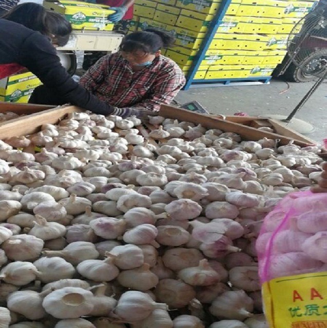 Fresh Crop Normal White Garlics in 5p Mesh-Bag