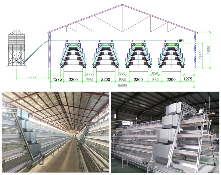 Automatic Egg Cage for Layer Farm Project