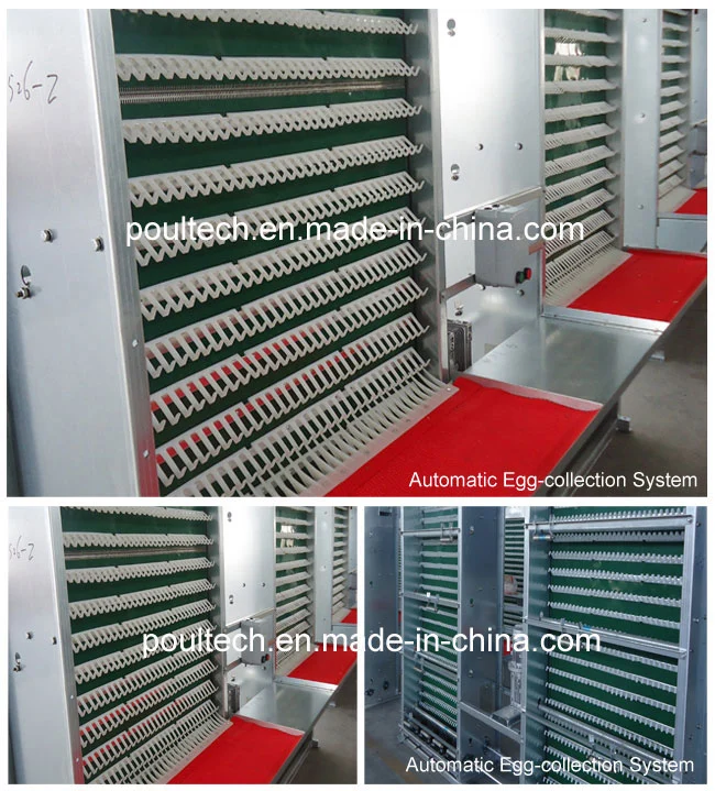 Automatic Egg Cage for Layer Farm Project
