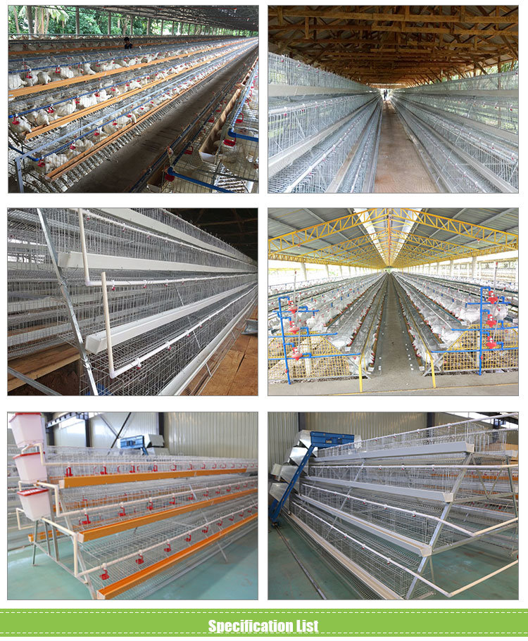 Stainless Steel Wire Mesh Battery Cage for Layer Chicken