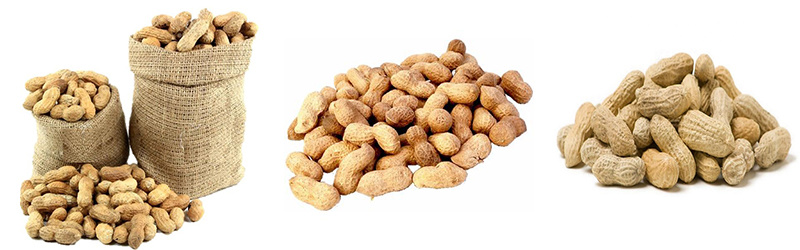 Groundnuts in Shell/Without Shell/Peanut/Raw for Sale at a Good Price