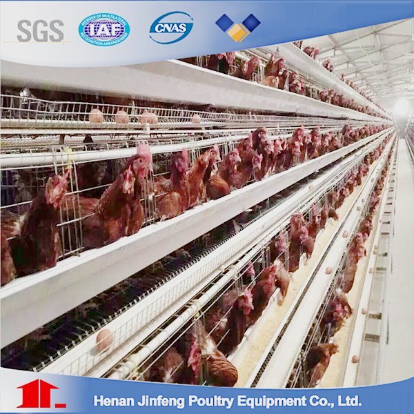 Jinfeng Automated Broiler Cage System