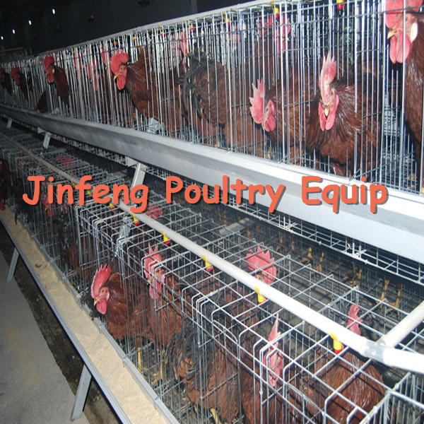 Good Quality Chicken Battery Cage a Type and H Type