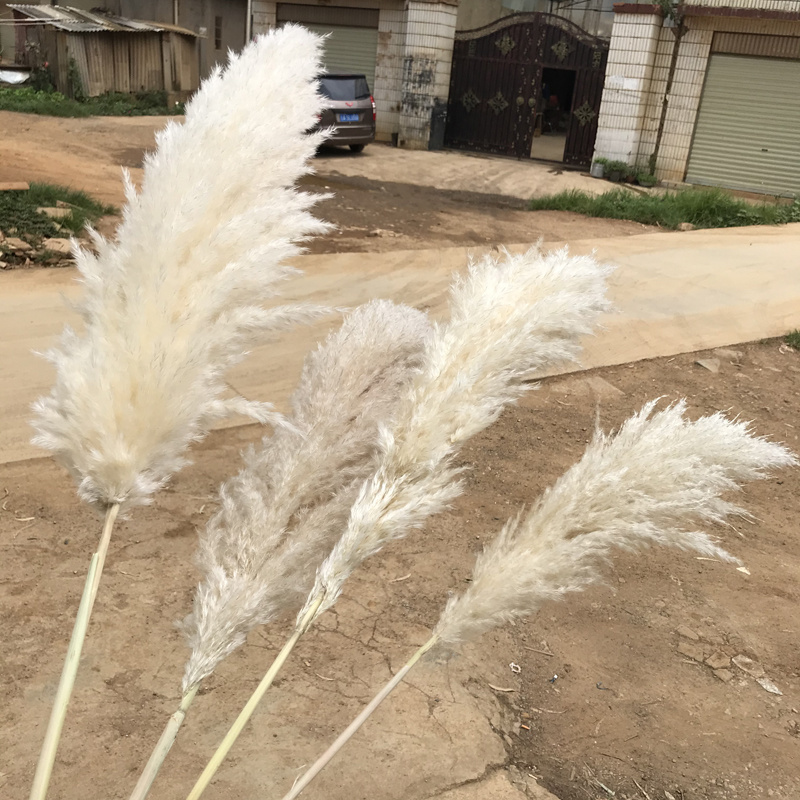 Dried Flowers Grass Natural Beige Large Pampas Grass Fluffy Decorations