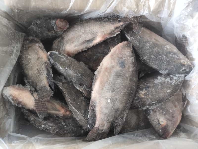 Niloticus Frozen Fish Seafood Whole Round Black Tilapia
