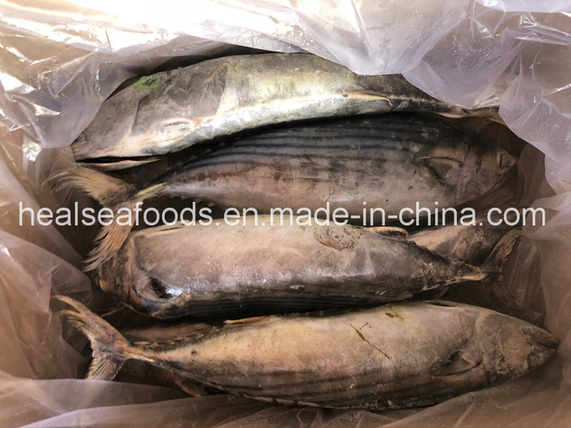 Supply Sea Frozen Fish Whole Round Sarda Sarda 2-3kg