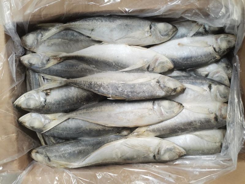 Good Price Whole Round Seafood Land Frozen 18cm+ Frozen Horse Mackerel Fish