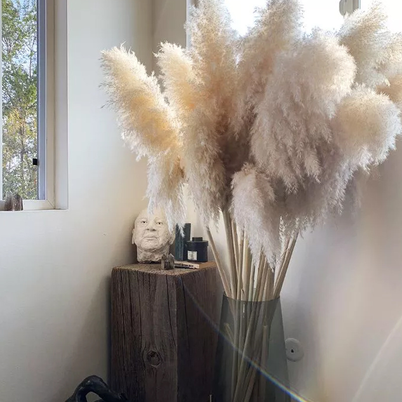 Dried Flowers Grass Natural Beige Large Pampas Grass Fluffy Decorations