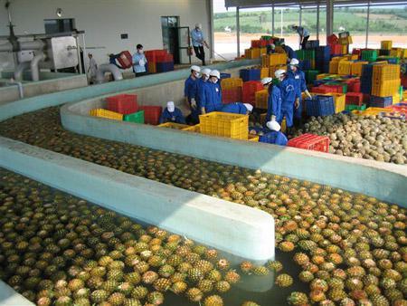 Automatic Mango and Pineapple Processing Line Pineapple juice processing line Pineapple squeeze machine pineapple juicer concentrate juice