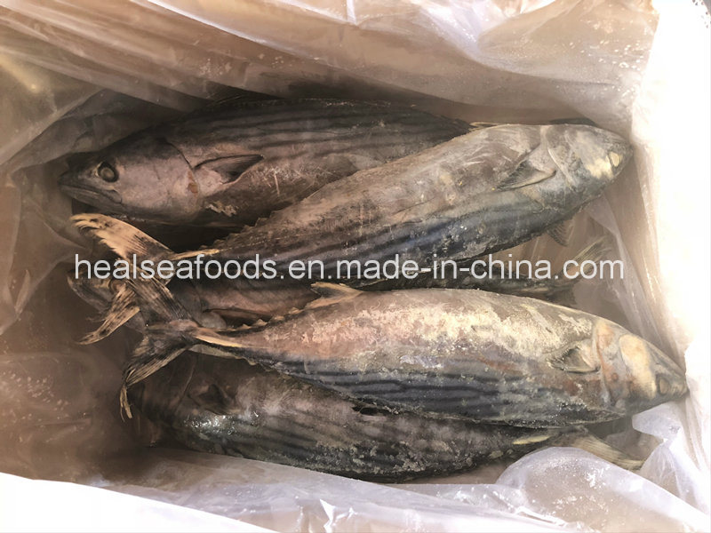 Supply Sea Frozen Fish Whole Round Sarda Sarda 2-3kg