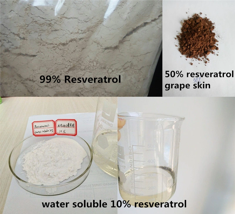 Pure Natural Resveratrol HPLC Polygonum Cuspidatum Extract Resveratrol Powder