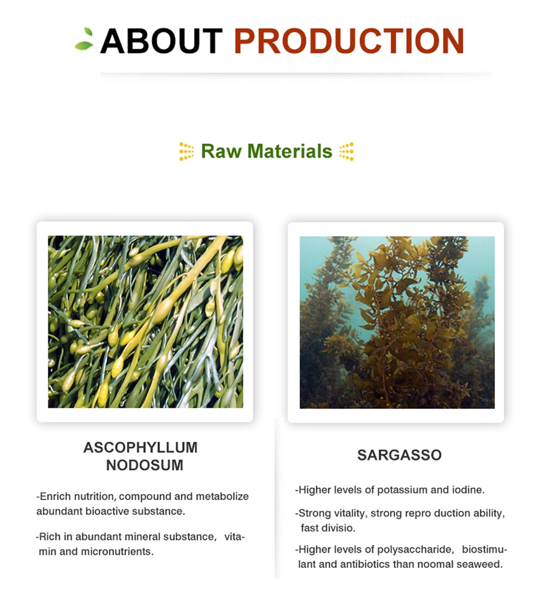 Organic Seaweed Kelp Extract Bio Foliar Fertilizer Powder Water Soluble