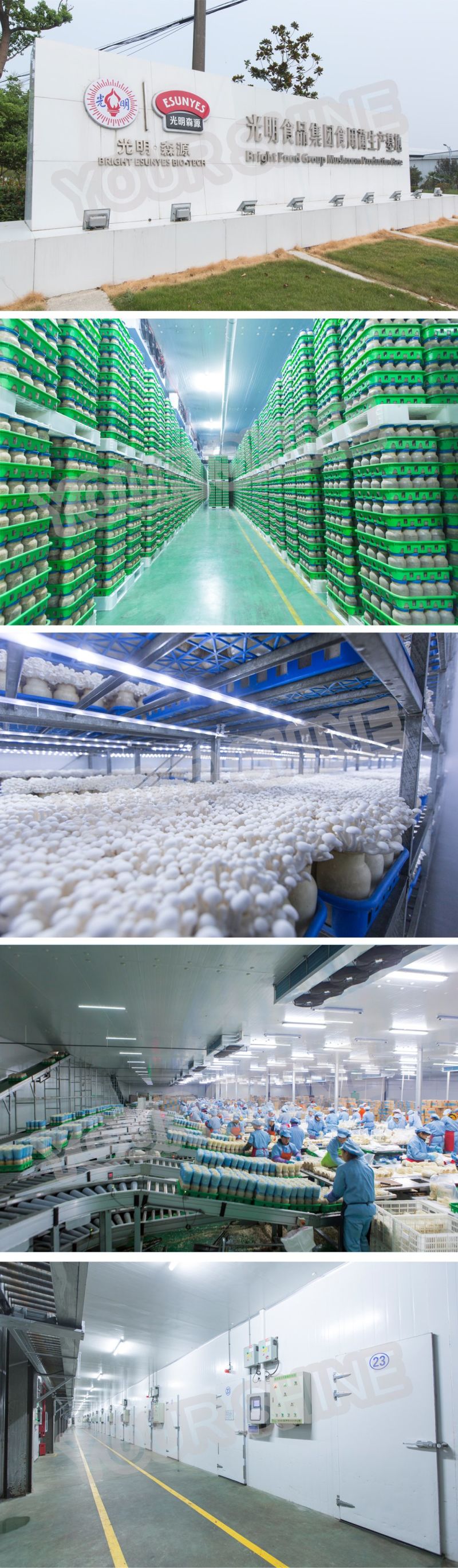 PU Cold Room Sandwich Panels for Vegetable Room Ceiling Board