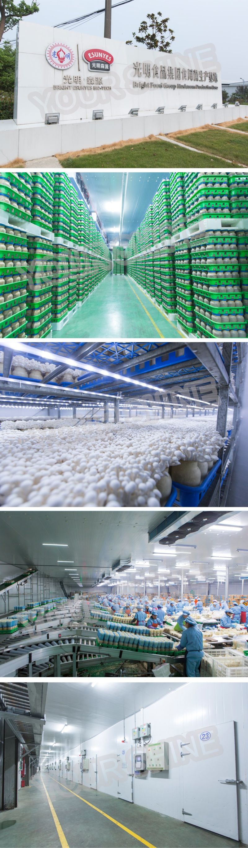 High Quality Panels Cold Storage PU Panel for Freezer Room
