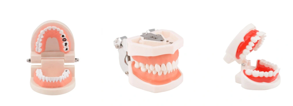 Dog Dentition model Dog dental Teeth Model
