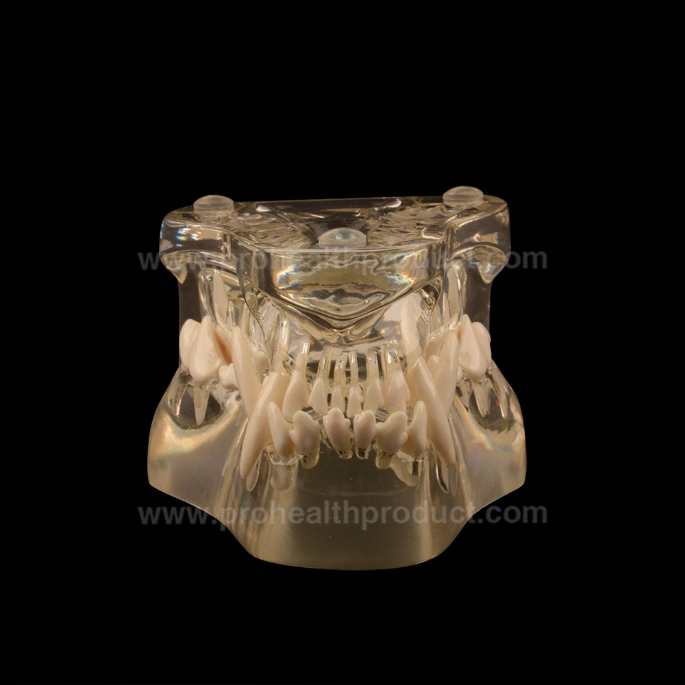 Dog Dentition model Dog dental Teeth Model