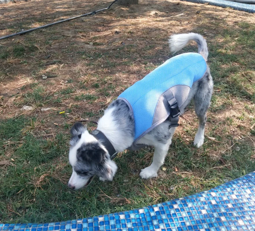 Reflective Pet Cooling Coat Cool Summer Dog Coat Pet Dog Vest Jacket Dog Ice Coat Esg12714