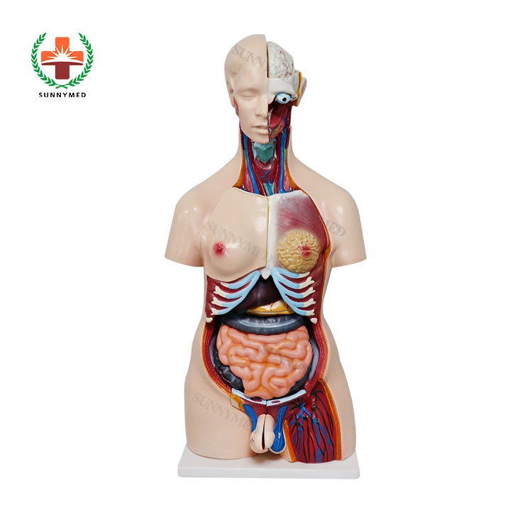 Sy-N018 Human Body Anatomy Sexless Torso Model Male and Female PVC Human Body