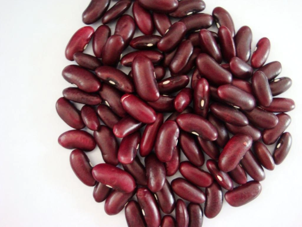 Britain Red Kidney Beans High Quality Red Kidney Bean New Crop2020