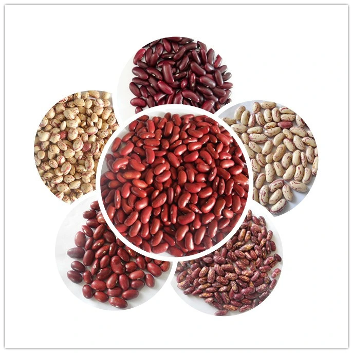 Britain Red Kidney Beans High Quality Red Kidney Bean New Crop2020