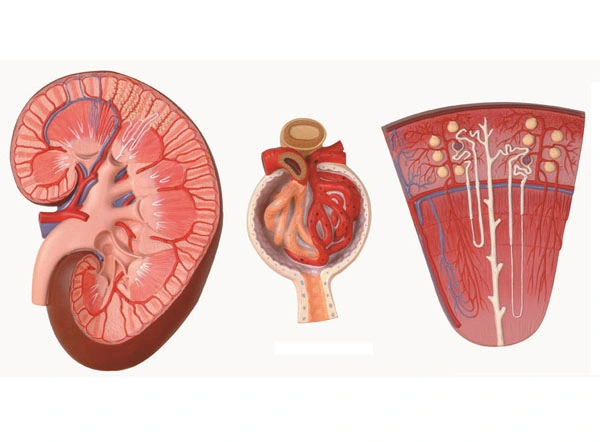 Kidney Section with Nephron and Renal Glomerulus Model/Kidney with Adrenal Model