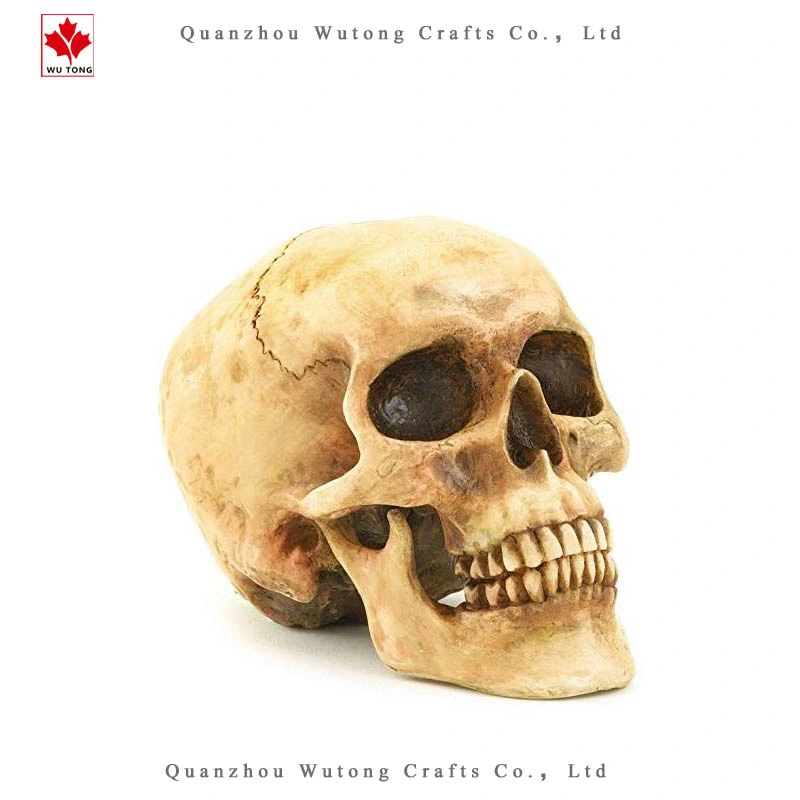 Life-Size 1: 1 Human Skull Replica Resin Model Figurines Anatomical Medical Human Skull